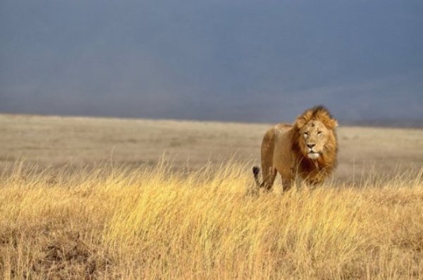 Lions in West and Central Africa form a unique group, only distantly related to lions in East and Southern Africa. Biologists at Leiden University confirm this in an article published in Scientific Reports.