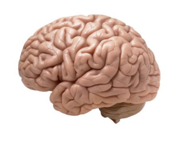 The brains of humans enlarged over time thanks to our sizing up the competition, say scientists.