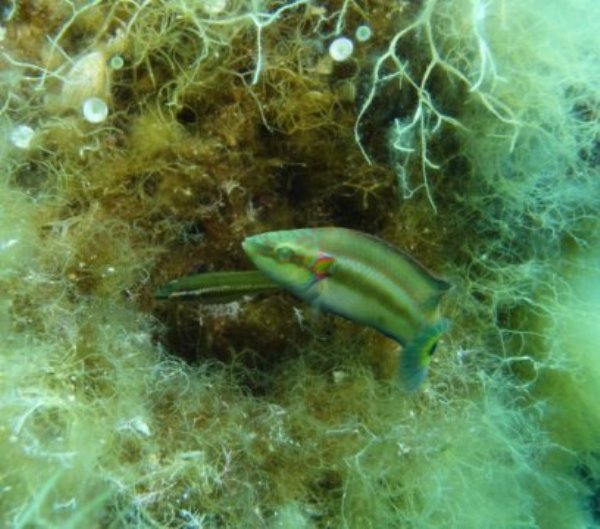 A nesting male ocellated wrasse with a female in his nest. Nesting males are large, colorful, and preferred by females over other types of males that do not provide parental care for the fertilized eggs.
