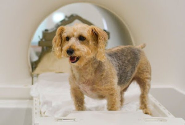 Chowhound: Ozzie, a shorthaired terrier mix, was the only dog in the experiments that chose food over his owner's praise 100 percent of the time. "Ozzie was a bit of an outlier," Berns says, "but Ozzie's owner understands him and still loves him."