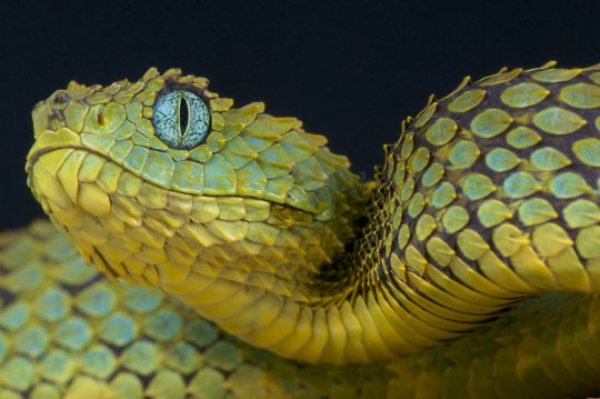 Tree viper / Atheris squamigera.