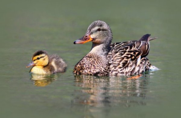 Why do females provide more care? Researchers propose that another process is important: investment in being sexy, hence mating sooner, might trade-off with the ability to provide care efficiently. Taking this balancing act into account, evolution favors ever more care by the initially more-caring sex.