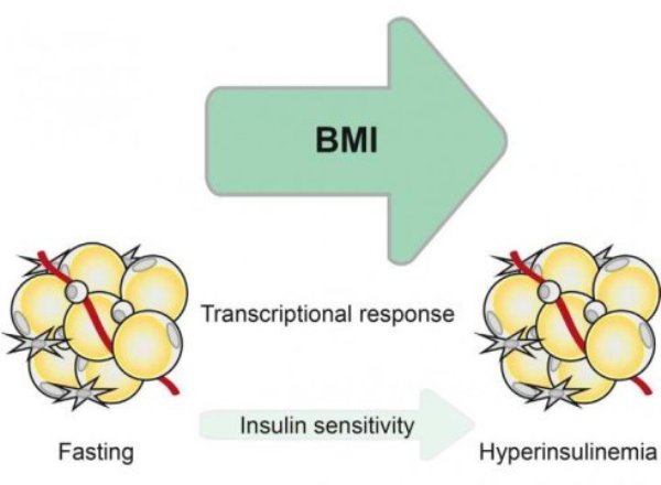 This graphic abstract represents the findings of Ryden et al, who performed transcriptomic profiling in adipose tissue from nonobese and obese subjects discordant in insulin sensitivity. The transcriptional response to hyperinsulinemia was similar among obese subjects and differed from that in non-obese subjects. The two obese groups differed only in a limited set of genes, thereby challenging the notion of healthy obesity.