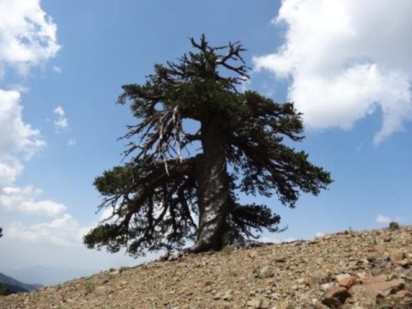 Adonis, a Bosinan pine, more than 1,075 years old, living in the alpine forests of the Pindos mountains in northern Greece.