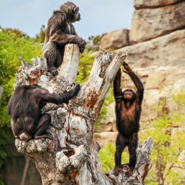 Chimps prefer to co-operate than compete with one another. 