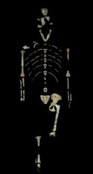 This is Lucy, a 3.18 million year old fossil specimen of Australopithecus afarensis.