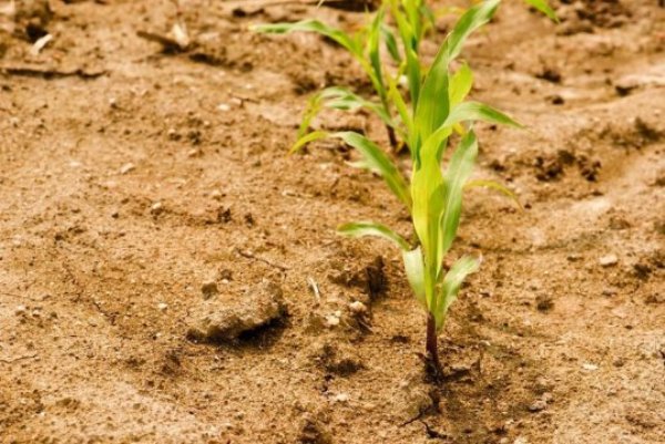 The implications of plants needing less water with more carbon dioxide in the environment changes assumptions of climate change impacts on agriculture, water resources, wildfire risk, and plant growth, say scientists.