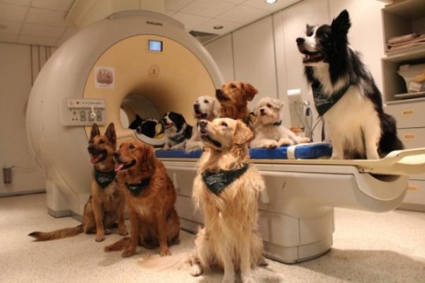 Trained dogs are around the fMRI scanner.