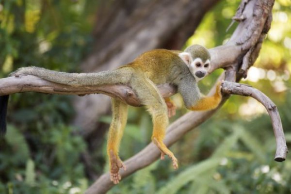 Squirrel monkey on a branch (stock image). To better understand how changes in diet, lifestyle, and exposure to modern medicine affect primates' guts, a team of researchers used DNA sequencing to study the gut microbes of multiple non-human primates species.
