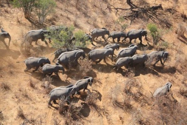 This image shows elephants from the air.