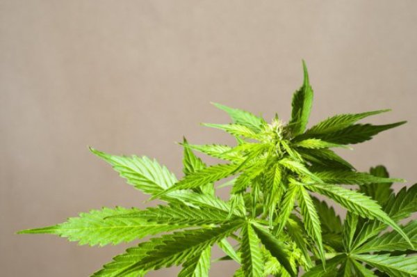 Marijuana plant. Smoking even a little cannabis makes people less willing to work for money while 'high', finds a new UCL study.