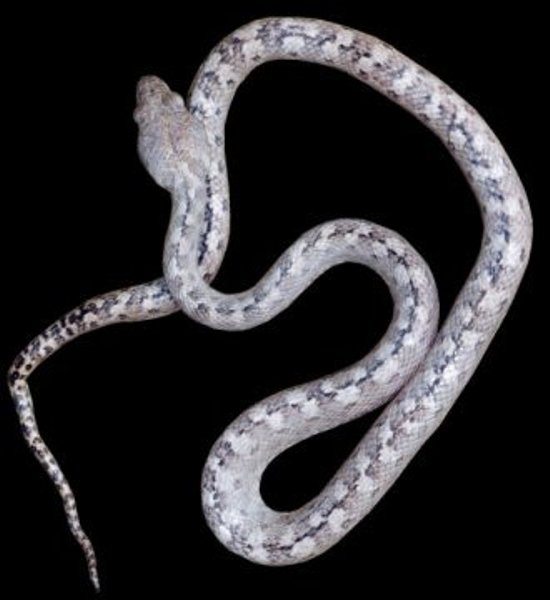Madagascarophis lolo, pronounced "luu luu," which means ghost in Malagasy.