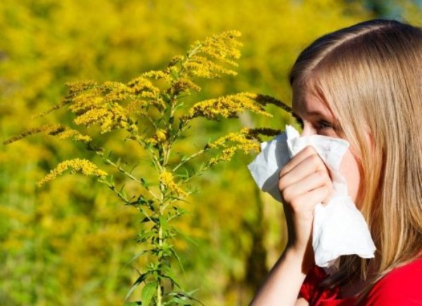 Girl beside ragweed. Antibiotics early in life may contribute to allergies later.