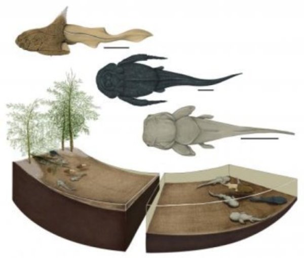 An artist's depiction of what the Strud nursery ecosystem may have looked like, including the three different placoderm species discovered at the site. The species pictured, from top to bottom, Turrisaspis strudensis (left lateral view), Grossilepis rikiki (dorsal view), Phyllolepis undulata (dorsal view).