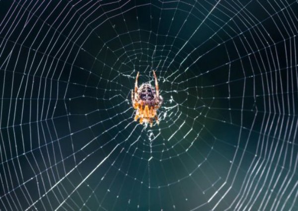 Web-dwelling spiders have poor vision and rely almost exclusively on web vibrations for their 'view' of the world.