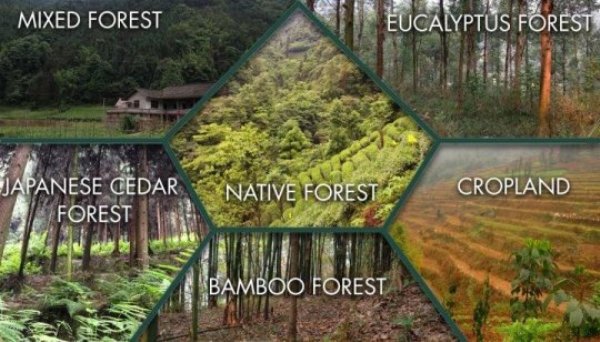 China's Grain-for-Green Program, the world's largest reforestation effort, has transformed 69.2 million acres of cropland and barren scrubland back to forest. Yet, the program overwhelming leads to the planting of monoculture forests (the eucalyptus forest, Japanese cedar forest and bamboo forest pictured above), falling short of restoring the biodiversity of native forests -- and can even harm existing wildlife.