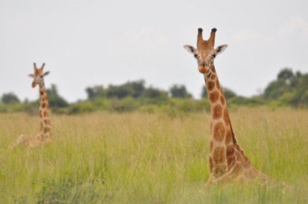 This is a Nubian giraffe in Murchison Falls NP, Uganda.
