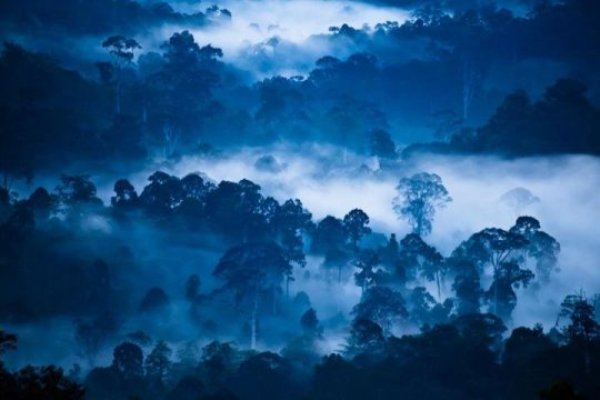 Researchers reporting in the journal Current Biology show catastrophic declines in wilderness areas around the world over the last 20 years.