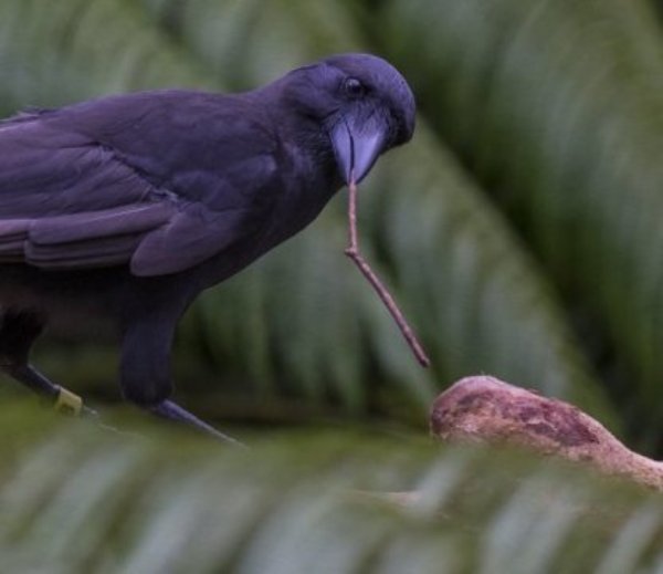 A captive Hawaiian crow ('Alal?) using a stick tool to extract food from a wooden log. 'Alal? have relatively straight bills and highly mobile eyes -- morphological features that may aid their handling of bill-held tools.