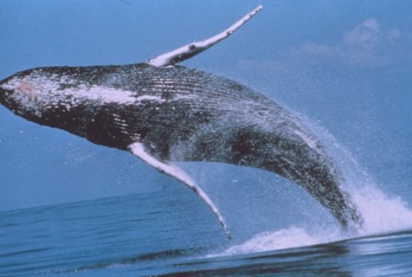 Humpback whale breaching.