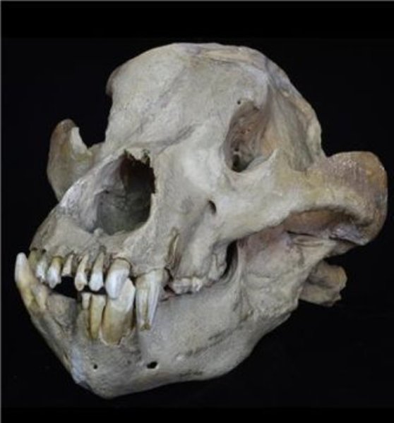Skull of an extinct cave bear, Ursus spelaeus, from the Pleistocene