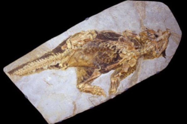 Psittacosaurus, early Cretaceous (120 million years old), preserving skin with colour patterns.