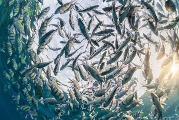 Despite individual fish having their own personality, this gets suppressed when they make decisions together in a group.