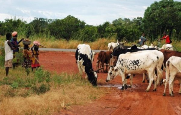 Villagers and cattle along the road near Pimperena in southern Mali. A UC Davis study reports that mosquito preference for human versus animal biting has a genetic basis.
