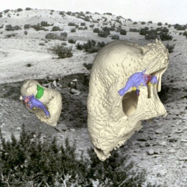 The preserved remains of Triopticus (left) show the evolution of a thickened domed skull in the Triassic Period, 150 million years before the evolution of the famous dome-headed pachycephalosaur dinosaurs, such as Stegoceras (right). The background image shows the field site in Texas where Works Progress Administration crews in 1940 found the curious fossils of Triopticus.