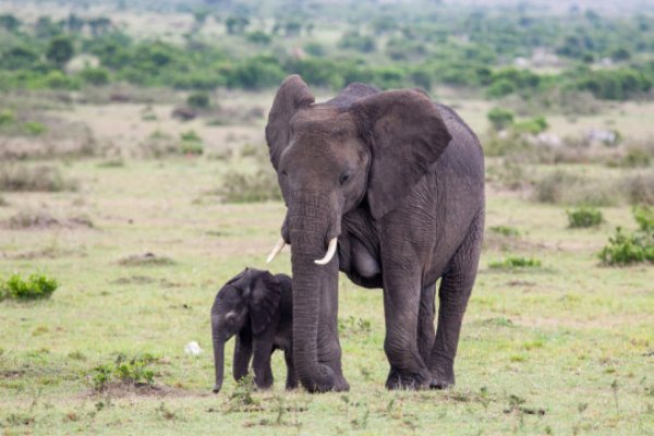 Baby African bush elephant walking with mother, Masai Mara, Kenya.