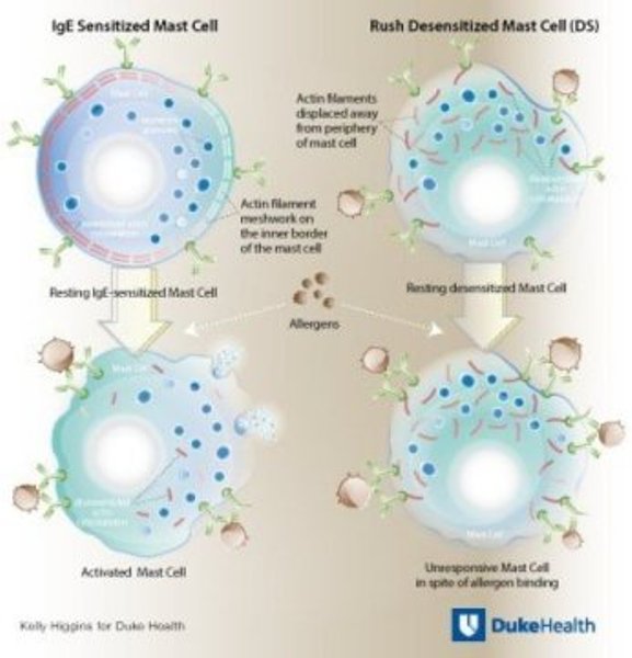 A research team led by Duke Health, using mice as the models, has described the cellular processes that occur during "rush desensitization."