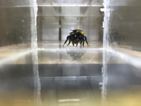 Photo of a bee drinking a droplet of sugar water.