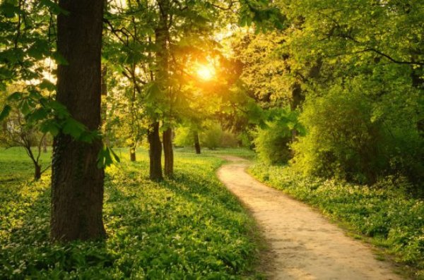 Doubling of the carbon dioxide concentration will cause global plant photosynthesis to increase by about one third, according to new research.