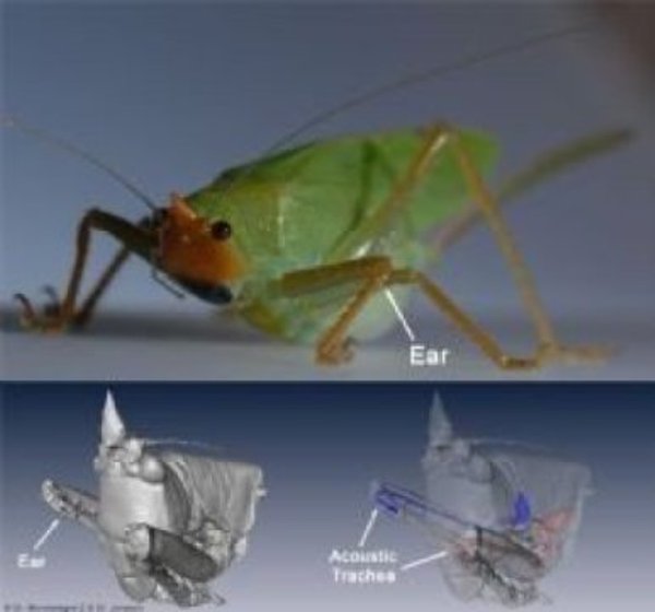The new Leverhulme-funded research set out to explore how Copiphora gorgonensis -- a bush-cricket native to Colombia, South America -- is able to hear sound signals from potential mates and to detect the sound source.