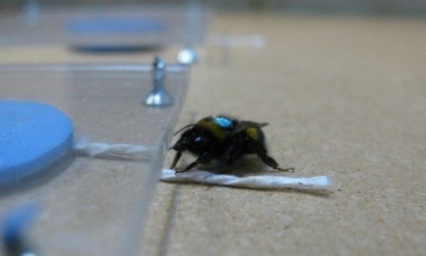 A blue artificial flower contains sucrose solution in a well in the centre. The flower is placed under a clear Plexiglas table, so the bumblebee (Bombus terrestris) can see the flower, but cannot reach the well with the reward, since the gap between the Plexiglas table and the floor is too small. Hence the bumblebee's only option is to pull the string, until the central well is openly accessible. Here the bumblebee has placed its left front foot on the string to pull it.