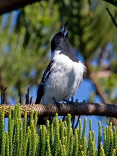 The pied butcherbird.