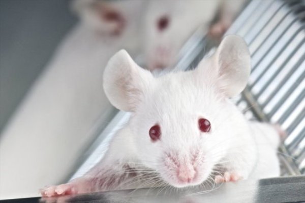 Treatment of mice with "Pregabalin," a drug that acts upon the growth inhibiting mechanism, caused damaged nerve connections to regenerate.