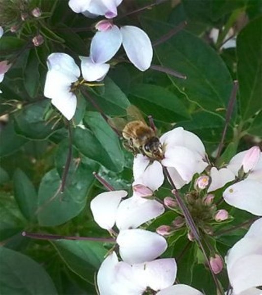 A honey bee forager collecting nectar from a cleome flower. Bees make honey from nectar. They also collect pollen, which they convert into bee bread.