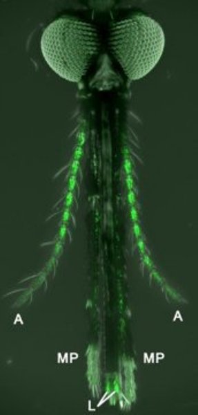 A female Anopheles gambiae mosquito with olfactory neurons on the antennae, maxillary palp and labella labeled in green.