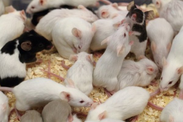Mice, rats and many other rodents produce ultrasonic songs that they use for attracting mates and territorial defense.