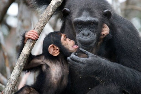 Mother chimpanzee with her baby.