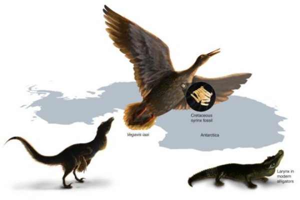 Study of the first fossil vocal organ from the Mesozoic provides insight into the evolution of bird calls and song. The fossil syrinx is from the late Cretaceous of Antarctica. Within dinosaurs there was a transition from a vocal organ present in the larynx (present in crocodiles) to one uniquely developed deep in the chest in birds.