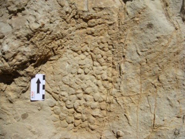 Dinosaur skin impression on rock.