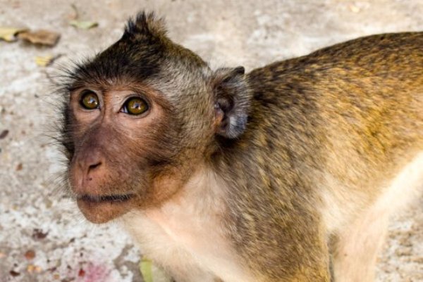 Rhesus macaque (stock image). In this study, SIV-infected rhesus macaques were treated with an antiretroviral drug for 90 days and in addition they were treated with a specific antibody for 23 weeks. After finishing this therapy, all macaques showed sustained control of the infection as almost no SI viruses could be detected in the blood and gastro-intestinal tissues.