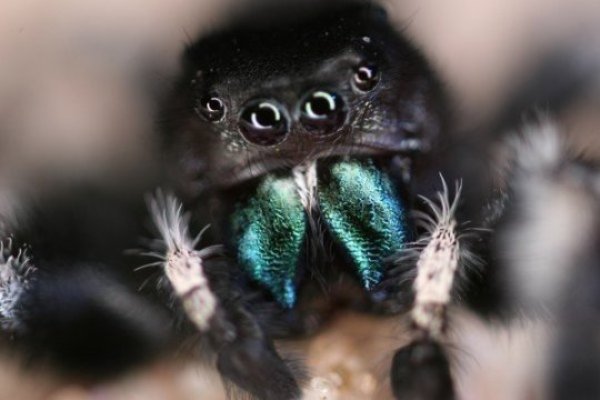 Jumping spider.