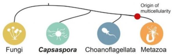 This is a graphic showing where multicellularity arose in evolutionary history.