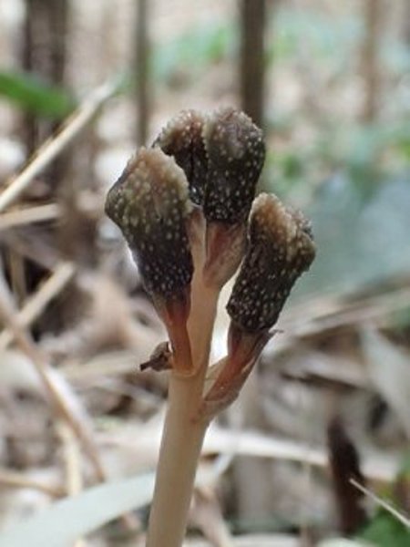 Gastrodia kuroshimensis discovered on Kuroshima.