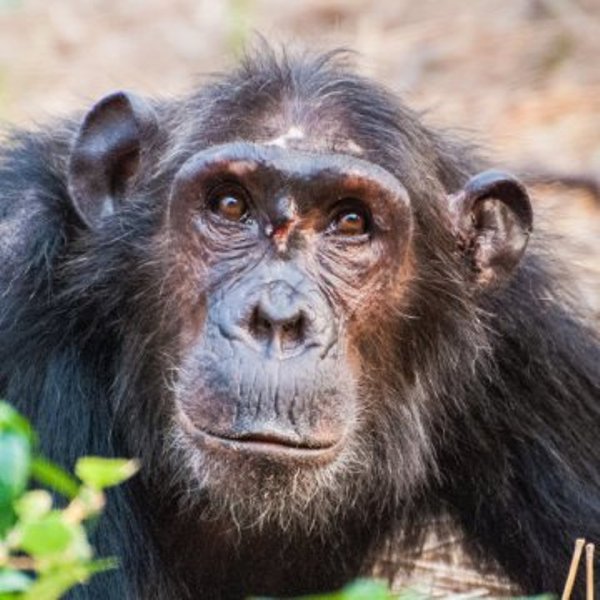 A low-ranking young female chimpanzee was wounded in a fight when she attempted to enter the female social hierarchy.