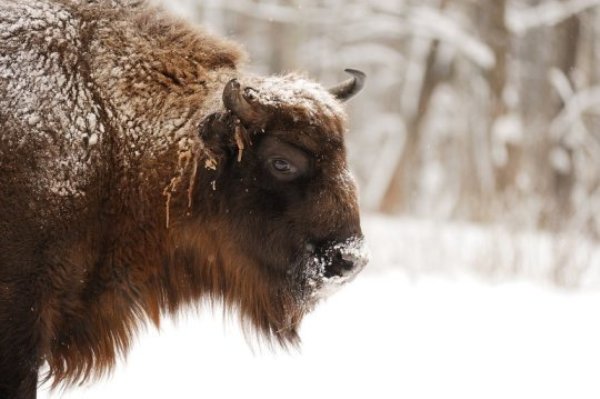 Modern European bison