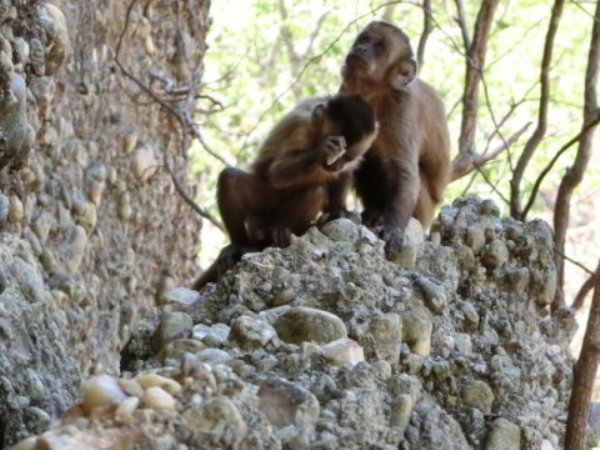 Wild-bearded capuchin monkey in Serra da Capivara National Park, Brazil, unintentionally creating fractured flakes and cores.